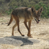 Coyote Hunting Contests Ethics and Legality