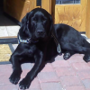 Harley McGuire Pet Safety Travel Tips