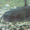 Something Fishy?