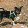 Dear Harley McGuire: Bad Human Behavior at Sedona Dog Park
