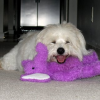 Eye on Sedona Animal Adoptions with Harley McGuire