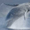 U.S. Navy Tests Will Kill Thousands of Whales and Dolphins
