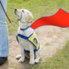 Harley McGuire Gives a Paws Up to Animal Control