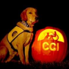 Harley McGuire Loves Halloween Treats and Tricks