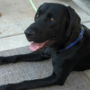 Lost Black Lab Found in Sedona Village of Oak Creek