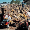 Free Firewood for Winter Available