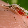 Malaria Drug Mefloquine Advisory Warns of Permanent Side Effects