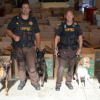 Largest Marijuana Seizure in YCSO History