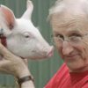 Walmart Continues Gestation Crates Use