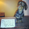 Harley McGuire Talks Pet Friendly Businesses