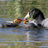 Birding the Sedona Wetlands Preserve