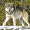 Grand Canyon Wolf Killed