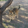 Harley McGuire Pal Jasper Urgently Needs Temporary Foster Care