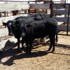 Jerome Arizona Man Indicted for Cattle Rustling