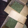 AZDPS Detectives Bust Local Marijuana Growing Operation