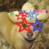 Poco Diablo McGuire: Fourth of July Pet Safety Tips