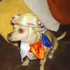 Poco Diablo McGuire: A Dog’s Day Belated Fourth of July