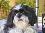 Harley McGuire, SedonaEye.com star pet columnist asks that his Four Paws Up pals get an annual rabies vaccination