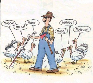 thanksgiving-turkey-shoot-chickens