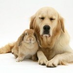 Would someone tell this rabbit I'm not its mother?!