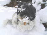 Harley McGuire Sedona Eye Star Columnist loves the snow in his own backyard and says keep Four Paws Up Pals on leashes when traveling so they don't get lost. There's no place like home!