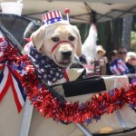 Happy Harley Mcguire fourth of july 4 dogs