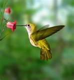 Hummingbird 2