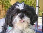 SedonaEye.com Star Four Paws Up Pet Columnist, Harley McGuire loves being the bearer of good news!