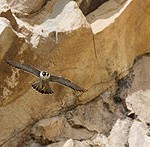 Peregrine Falcon in flight, California