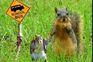 Squirrels School Bus Stop