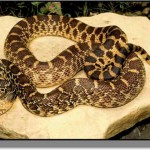 harley mcguire gopher snake