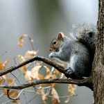 harley mcguire gray squirrel