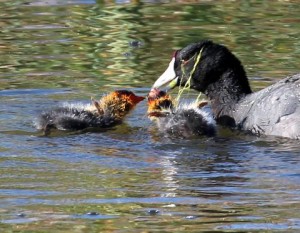 Photo Mama American Coot by Sam Hough