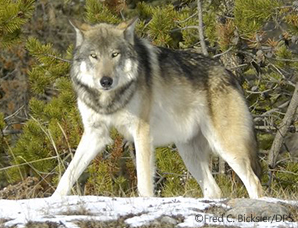 Gray Wolf shot and killed in Grand Canyon, photo by Fred C. Bicksler