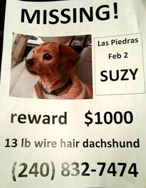 SedonaEye.com Star Four Paws Up Pet Columnist asks you to help find Four Paws Up pal, Suzy. 
