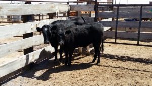 Cattle rustling Heifer calves leads to Jerome AZ man's arrest