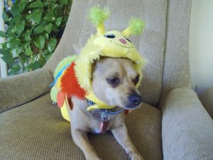Poco Diablo McGuire takes up the late great Harley McGuire's Four Paws Up Pet Column with his first article on "Sufferin' Halloweeny"